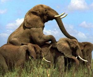 Puzzle Ομάδα των ελεφάντων, μεγάλα δόντια